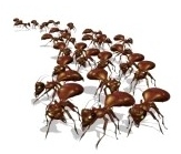 invasione-di-formiche