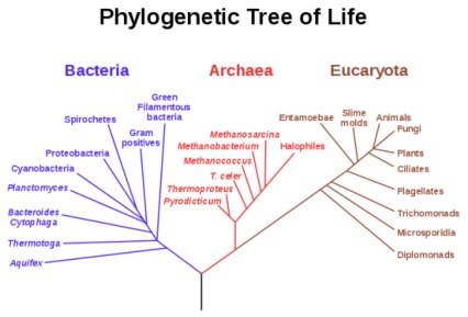 albero-filogenetico