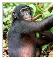 Bonobo scimpanzé