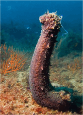 Il cetriolo di mare