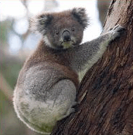 Koala foto