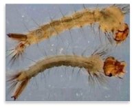 larva-di-zanzara