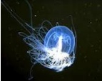 medusa-immortale