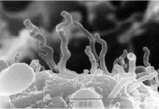 Nanobi: l'organismo più piccolo