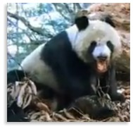 panda-gigante