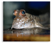 Pesce salta fango: il  Periophthalmus