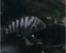 pesci-zebre