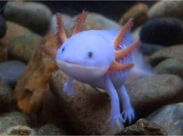 salamandra-axolotl