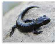 La salamandra nera