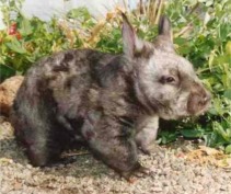 wombat-naso-peloso