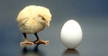 E' nato prima l'uovo o la gallina?